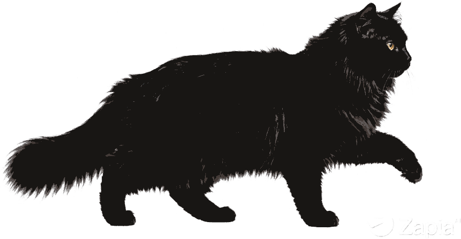 Gato negro